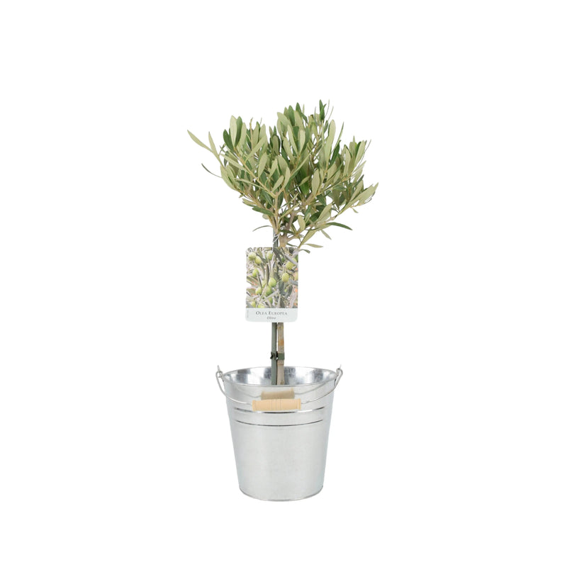 Olive Tree 50-60cm - Mediterranean Garden Plant The Rose Press Garden