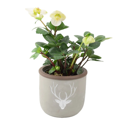 Hellebore in 12cm Concrete Stag Pot – Semi Evergreen Early Flowering Plant The Rose Press Garden