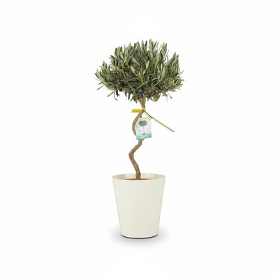 Spiral Olive Tree – 80-90cm Tall Evergreen Mediterranean Tree in 23cm Pot The Rose Press Garden