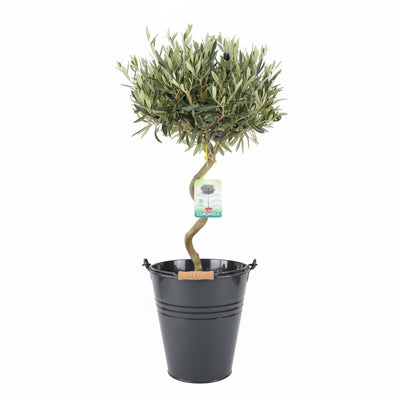 Spiral Olive Tree – 80-90cm Tall Evergreen Mediterranean Tree in 23cm Pot The Rose Press Garden