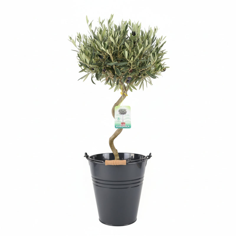 Spiral Olive Tree – 80-90cm Tall Evergreen Mediterranean Tree in 23cm Pot The Rose Press Garden