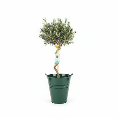 Spiral Olive Tree – 80-90cm Tall Evergreen Mediterranean Tree in 23cm Pot The Rose Press Garden