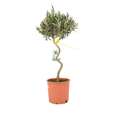 Spiral Olive Tree – 80-90cm Tall Evergreen Mediterranean Tree in 23cm Pot The Rose Press Garden