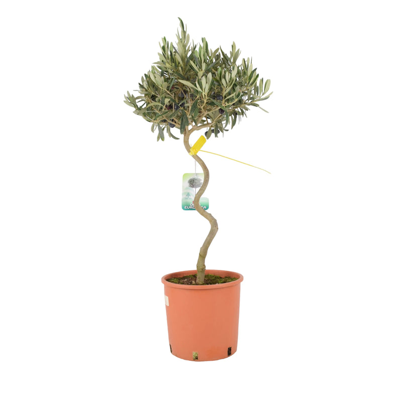 Spiral Olive Tree – 80-90cm Tall Evergreen Mediterranean Tree in 23cm Pot The Rose Press Garden
