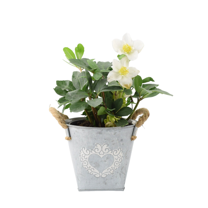 Hellebore Christmas Carol 15cm in Heart Planter – Festive Winter Plant The Rose Press Garden