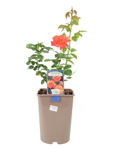 Remember Me Rose Pots 5.5L Pot Copper Orange Hybrid Tea Rose The Rose Press Garden