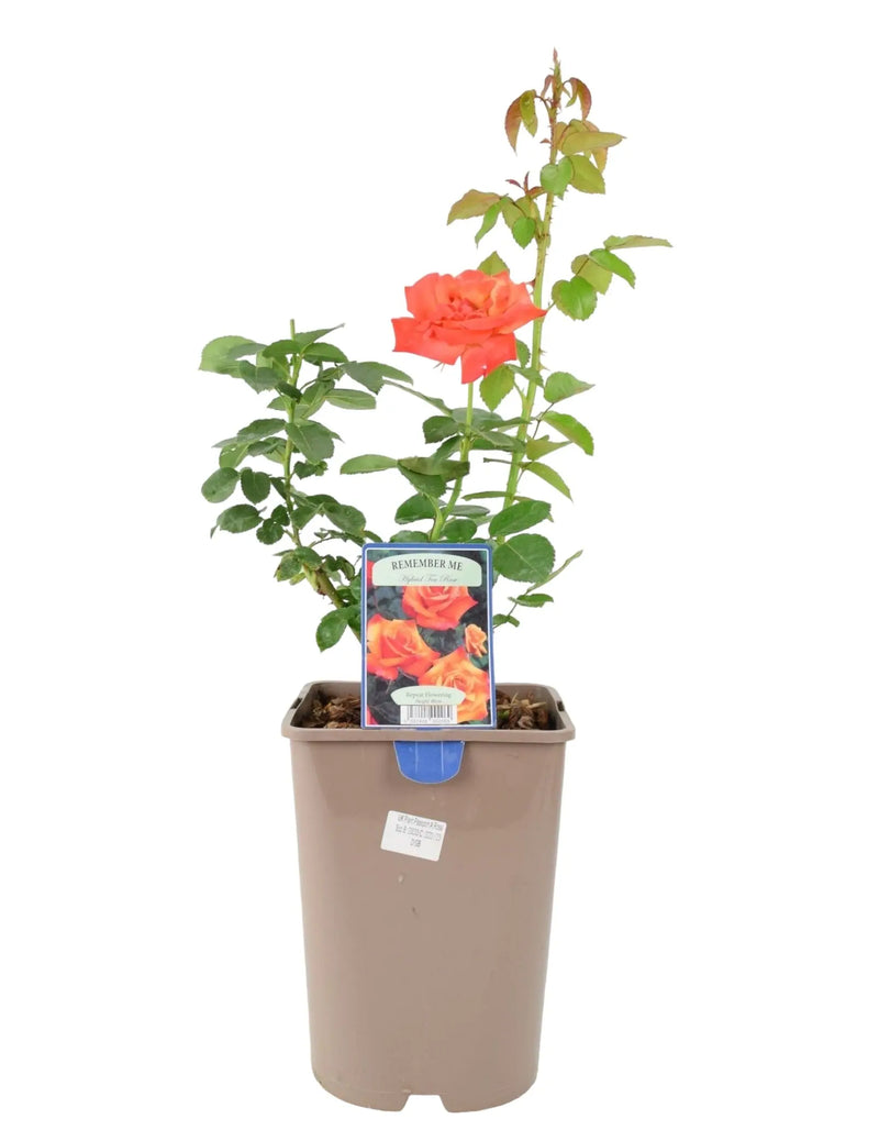 Remember Me Rose Pots 5.5L Pot Copper Orange Hybrid Tea Rose The Rose Press Garden
