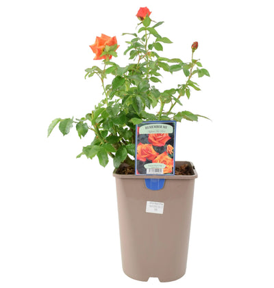 Remember Me Rose Pots 5.5L Pot Copper Orange Hybrid Tea Rose The Rose Press Garden