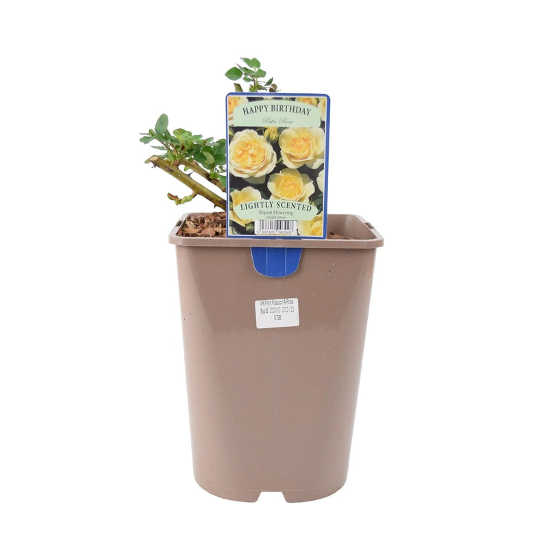 Happy Birthday Floribunda Rose - Cream Blooms in 5.5L Pot The Rose Press Garden