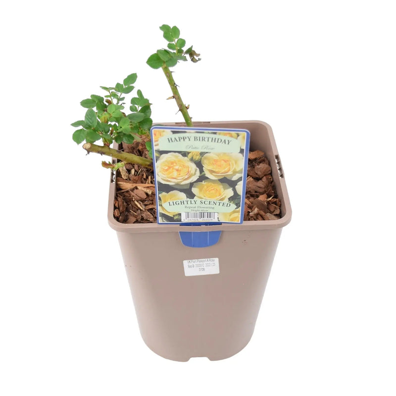 Happy Birthday Floribunda Rose - Cream Blooms in 5.5L Pot The Rose Press Garden