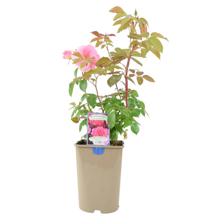 You're Beautiful Rose  5.5L Pot - Fragrant Pink Floribunda Rose The Rose Press Garden