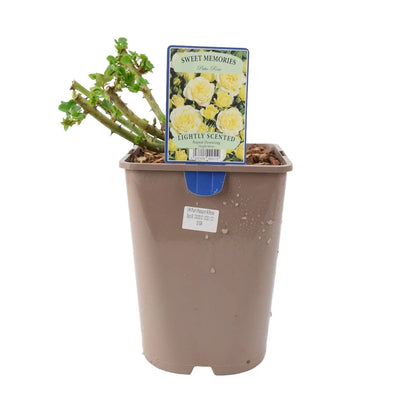 Sweet Memories Patio Rose 5.5L Pot – Compact and Fragrant Yellow Blooms The Rose Press Garden