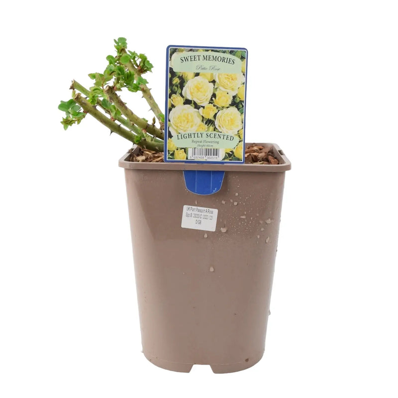 Sweet Memories Patio Rose 5.5L Pot – Compact and Fragrant Yellow Blooms The Rose Press Garden