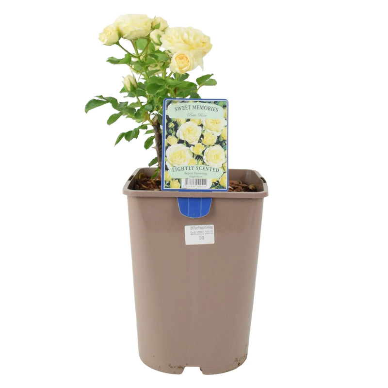 Sweet Memories Patio Rose 5.5L Pot – Compact and Fragrant Yellow Blooms The Rose Press Garden
