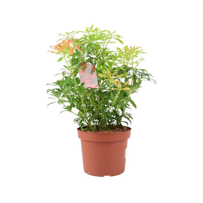 Pieris Forest Flame 5L Pot - Vibrant Evergreen Shrub The Rose Press Garden