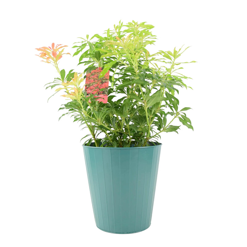 Pieris Forest Flame 5L Pot - Vibrant Evergreen Shrub The Rose Press Garden