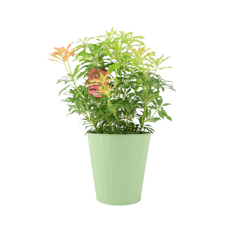 Pieris Forest Flame 5L Pot - Vibrant Evergreen Shrub The Rose Press Garden