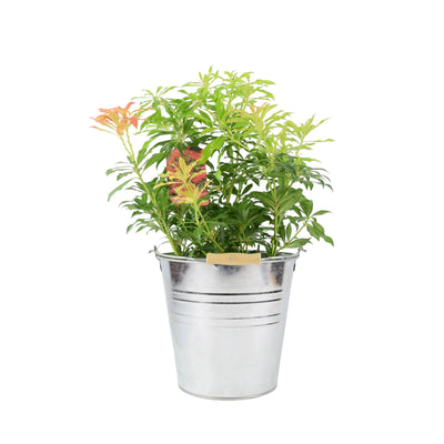 Pieris Forest Flame 5L Pot - Vibrant Evergreen Shrub The Rose Press Garden