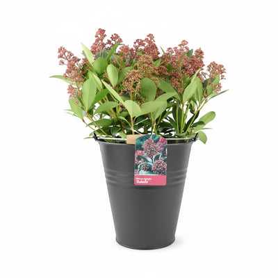 Skimmia Japonica Rubella 5L Pot – Evergreen Shrub with Red Winter Buds The Rose Press Garden