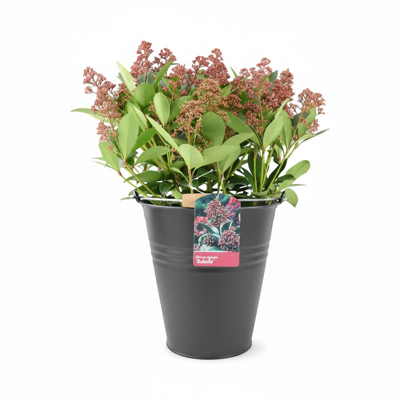 Skimmia Japonica Rubella 5L Pot – Evergreen Shrub with Red Winter Buds The Rose Press Garden
