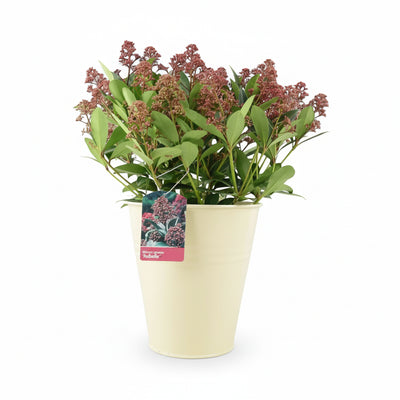 Skimmia Japonica Rubella 5L Pot – Evergreen Shrub with Red Winter Buds The Rose Press Garden
