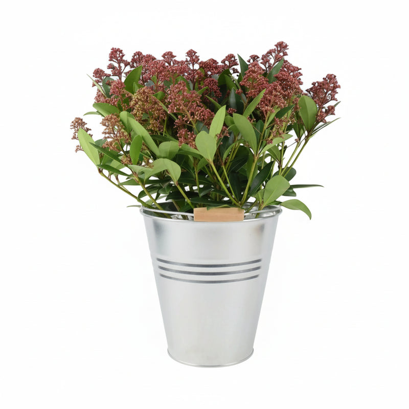 Skimmia Japonica Rubella 5L Pot – Evergreen Shrub with Red Winter Buds The Rose Press Garden