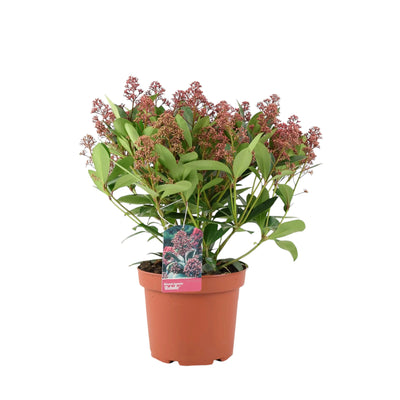 Skimmia Japonica Rubella 5L Pot – Evergreen Shrub with Red Winter Buds The Rose Press Garden