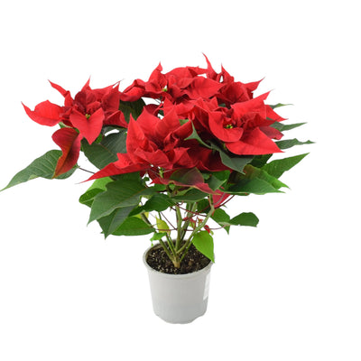 Red Poinsettia in 13cm Pot - Festive Christmas House Plant Gift The Rose Press Garden