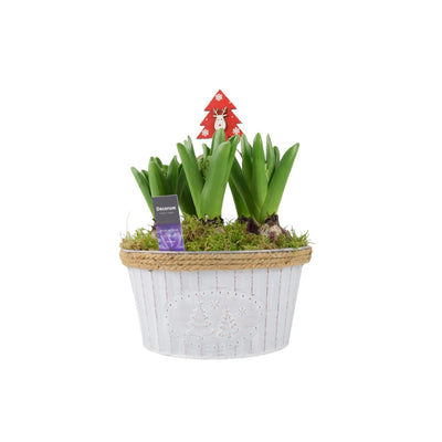 Christmas Hyacinth Bowl 5 Bulbs – Festive Indoor Outdoor Plant The Rose Press Garden