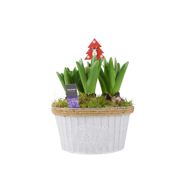 Christmas Hyacinth Bowl 5 Bulbs – Festive Indoor Outdoor Plant The Rose Press Garden