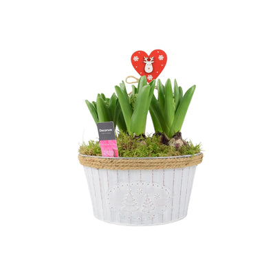 Christmas Hyacinth Bowl 5 Bulbs – Festive Indoor Outdoor Plant The Rose Press Garden