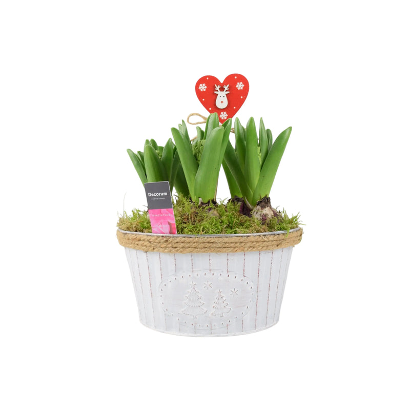 Christmas Hyacinth Bowl 5 Bulbs – Festive Indoor Outdoor Plant The Rose Press Garden