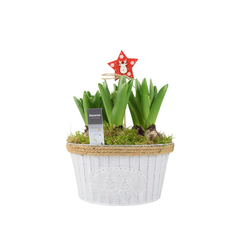 Christmas Hyacinth Bowl 5 Bulbs – Festive Indoor Outdoor Plant The Rose Press Garden