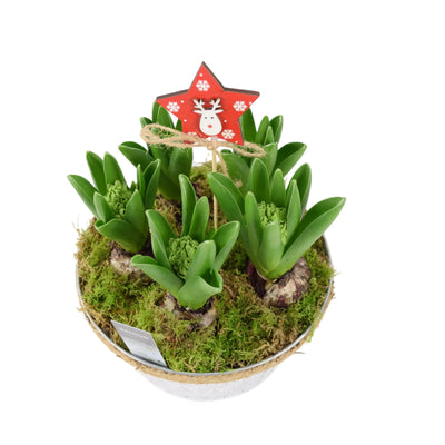 Christmas Hyacinth Bowl 5 Bulbs – Festive Indoor Outdoor Plant The Rose Press Garden