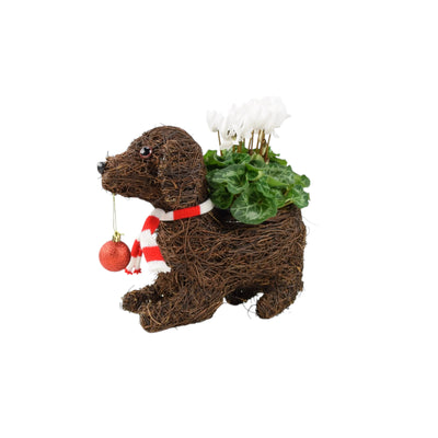 Dog Planter with Christmas Cyclamen - Festive Wicker Decoration The Rose Press Garden