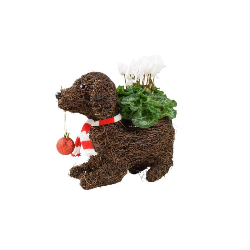 Dog Planter with Christmas Cyclamen - Festive Wicker Decoration The Rose Press Garden