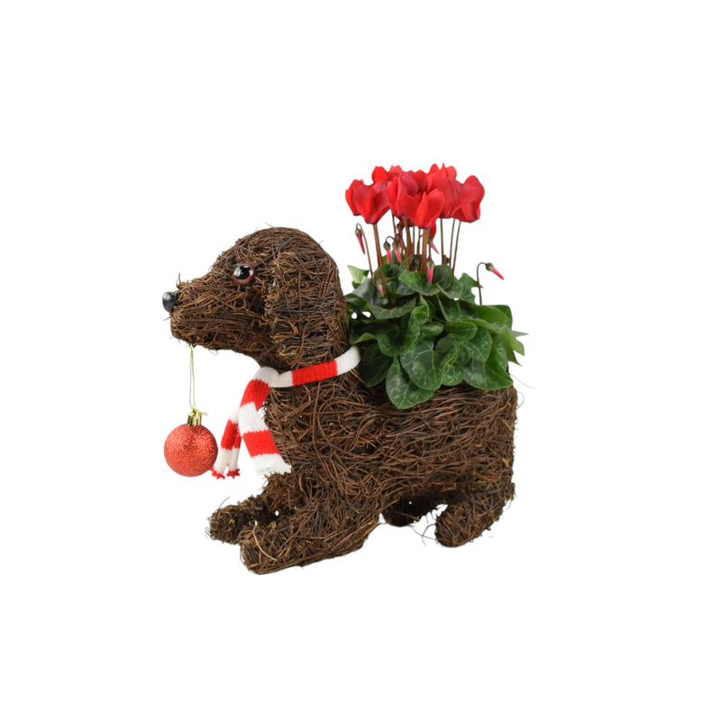 Dog Planter with Christmas Cyclamen - Festive Wicker Decoration The Rose Press Garden