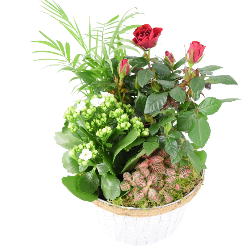 Round Christmas Planted Indoor Arrangement - Festive Zinc Planter The Rose Press Garden