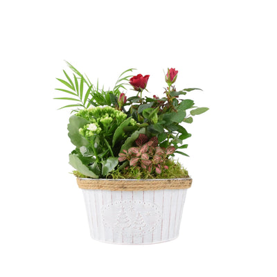Round Christmas Planted Indoor Arrangement - Festive Zinc Planter The Rose Press Garden