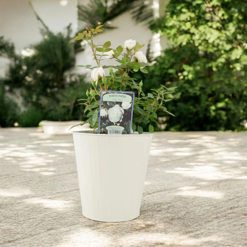 White Patio Rose in 4L Pot - Compact Fragrant Patio Rose for UK Garden ...