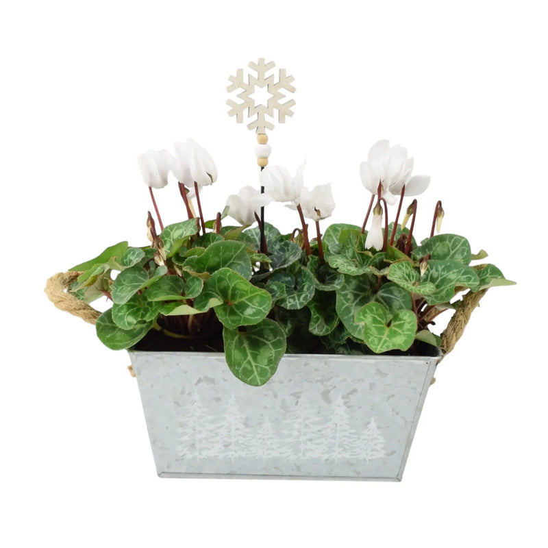 White Cyclamen in Christmas Trough Planter – Festive Flower Gift UK The Rose Press Garden