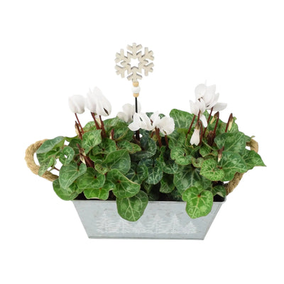 White Cyclamen in Christmas Trough Planter – Festive Flower Gift UK The Rose Press Garden