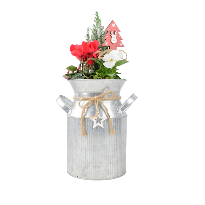 Festive Outdoor Milk Churn Planter with Snowy Conifer, Red Cyclamen, White Pansy The Rose Press Garden