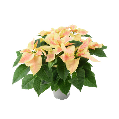 Poinsettia Marble in 13cm Pot British Grown Festive Houseplant The Rose Press Garden