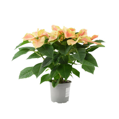 Poinsettia Marble in 13cm Pot British Grown Festive Houseplant The Rose Press Garden