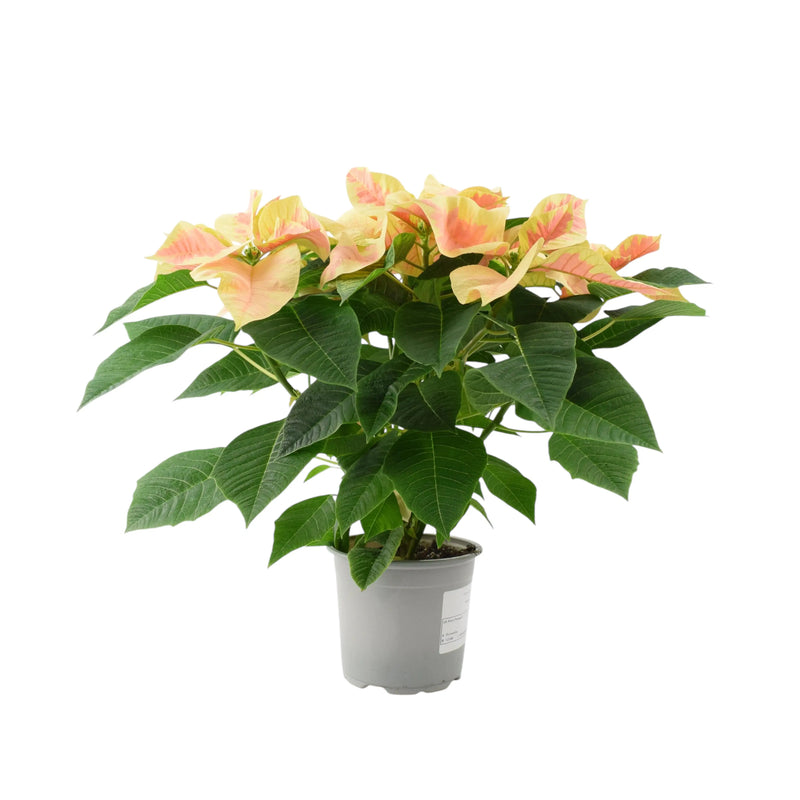 Poinsettia Marble in 13cm Pot British Grown Festive Houseplant The Rose Press Garden