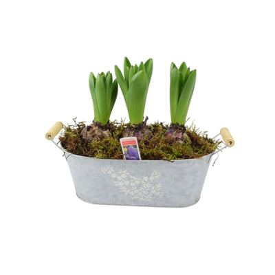 Potted Hyacinth Spring Trough – Fragrant Spring Blooms in Decorative Planter The Rose Press Garden