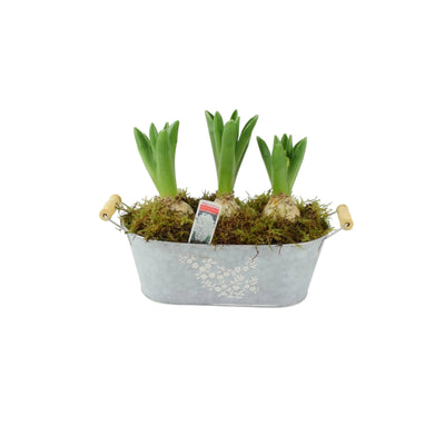 Potted Hyacinth Spring Trough – Fragrant Spring Blooms in Decorative Planter The Rose Press Garden