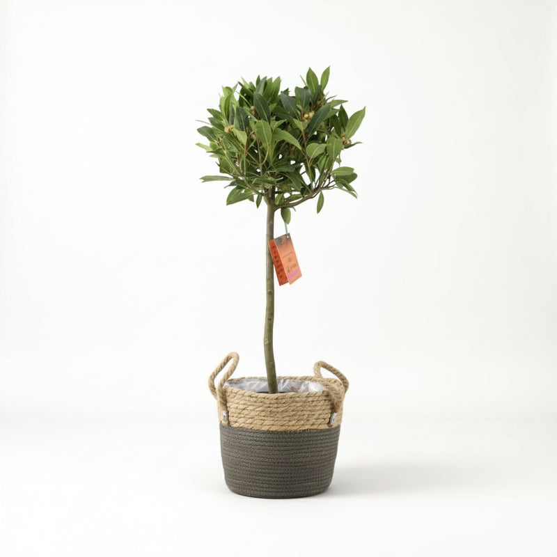 Bay Tree Standard – 90cm Hardy Evergreen Laurus nobilis The Rose Press Garden