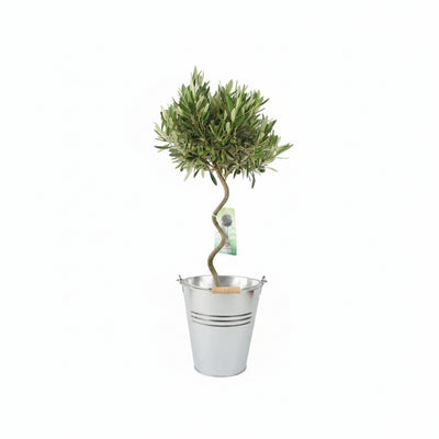 Spiral Olive Tree – 80-90cm Tall Evergreen Mediterranean Tree in 23cm Pot The Rose Press Garden